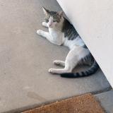 Foto del gato perdido en Chandler