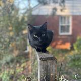 Foto del gato perdido en Nashville