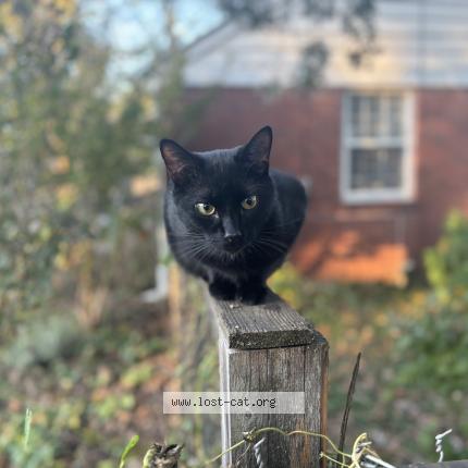 Foto 1/1 Barry Chat perdido en Nashville