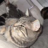 Foto del gato perdido en Florensac