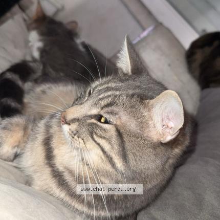 Foto 1/1 Teamo Chat perdido en Florensac