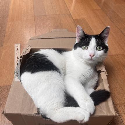 Foto 1/1 Audrey Herson Chat perdido en Metz