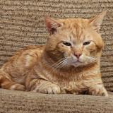 Foto del gato perdido en Gauchy