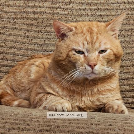 Foto 1/1 Penall Chat perdido en Gauchy