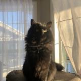 Foto del gato perdido en Calgary