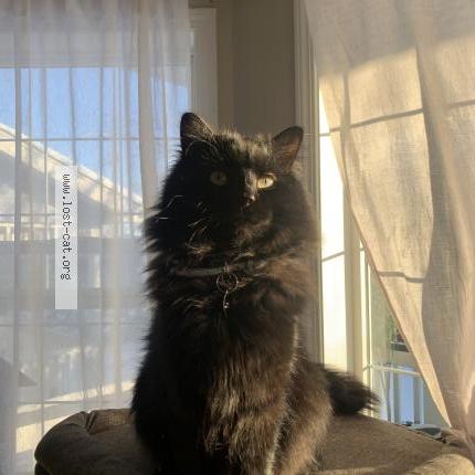 Foto 1/1 Hiro Chat perdido en Calgary