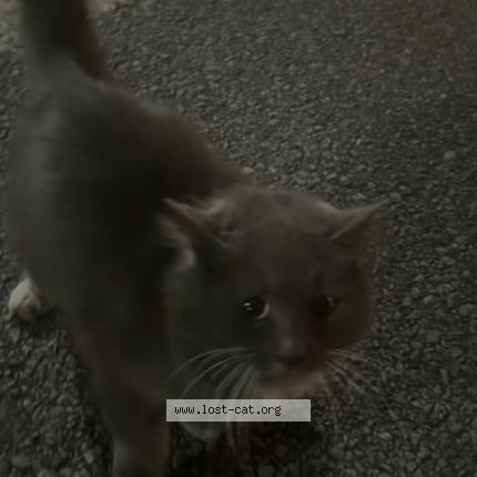 Foto 1/1 Gato encontrado Encontrado en Pensacola