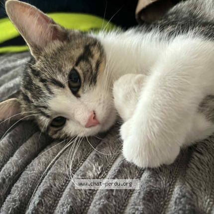 Foto 1/1 Monroe Chat perdido en Woippy