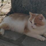 Foto del gato perdido en Le Fossat