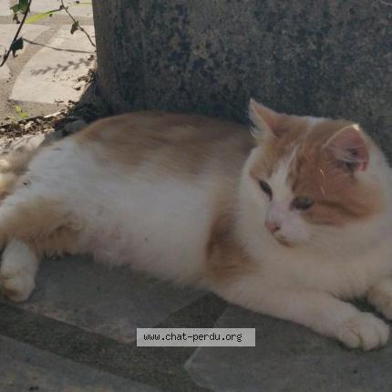 Foto 1/1 Morphée Chat perdido en Le fossat