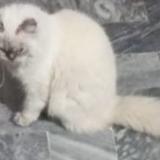 Foto del gato perdido en Rahim Yar Khan