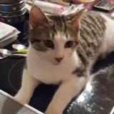 Foto del gato perdido en Sens