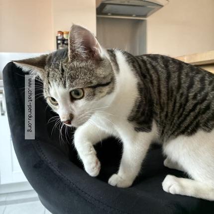 Foto 2/3 Gato encontrado Perdido en Sens