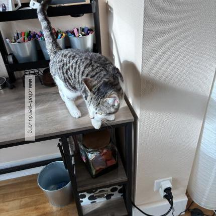 Foto 3/3 Gato encontrado Perdido en Sens