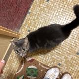 Foto de gato encontrado en Tours