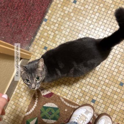 Foto 1/1 Gato encontrado Encontrado en Tours