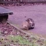 Foto de gato encontrado en Pierre Benite