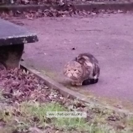 Foto 1/1 Gato encontrado Encontrado en Pierre benite