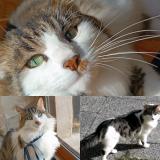 Foto del gato perdido en Beaumont St Cyr