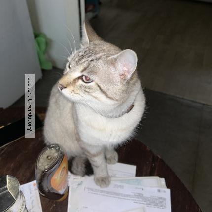 Foto 1/1 Gato encontrado Encontrado en Angers