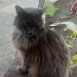 Foto del gato perdido en Red Springs