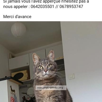 Foto 1/1 Naya Chat perdido en Tournefeuille