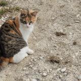 Foto del gato perdido en Thoard