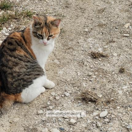 Foto 1/1 Tigresse Chat perdido en Thoard