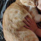 Foto del gato perdido en Garchizy