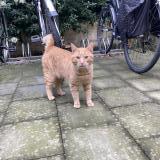 Foto de gato encontrado en Schaarbeek
