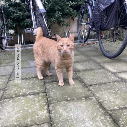 Foto 1/1 Gato encontrado Encontrado en Schaarbeek