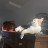 Foto del gato perdido en La Rochelle