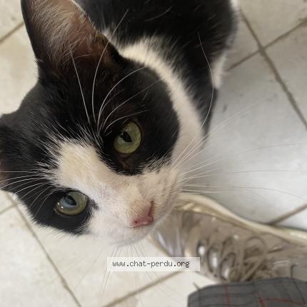 Foto 1/1 Gato encontrado Encontrado en Mayenne