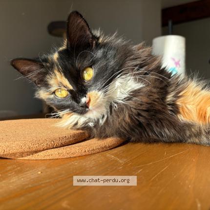 Foto 1/1 MIA Chat perdido en Miradoux