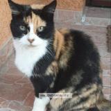 Foto del gato perdido en Grabels