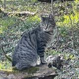 Foto del gato perdido en Essey Les Nancy