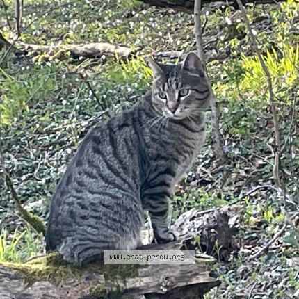 Foto 1/1 Napoléon Chat perdido en Essey les nancy