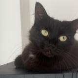 Foto del gato perdido en Albias