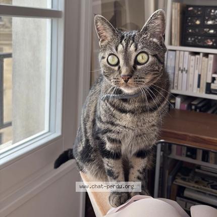 Foto 1/1 Cleef Chat perdido en Paris