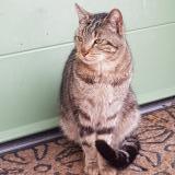 Foto de gato encontrado en Combree