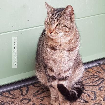 Foto 1/1 Gato encontrado Encontrado en Combree