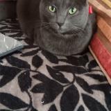 Foto del gato perdido en Villers Allerand