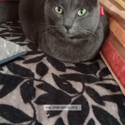 Foto 1/1 pepita Chat perdido en Villers allerand