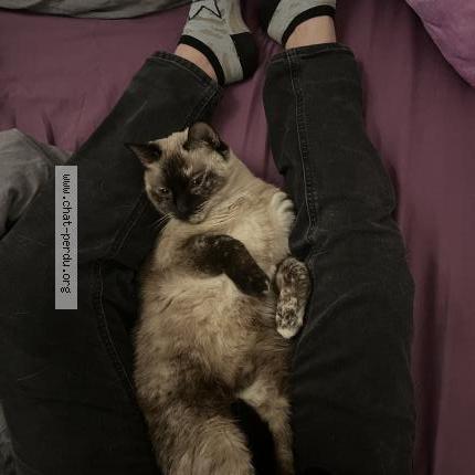 Foto 1/1 Tina Chat perdido en Aimargues