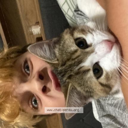 Foto 1/1 Zeus Chat perdido en Thury harcourt