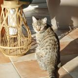 Foto del gato perdido en Orlienas