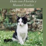 Foto del gato perdido en Vitoria Gasteiz Op