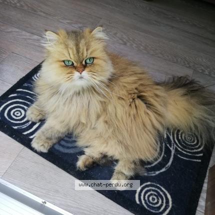 Foto 1/1 Melody Chat perdido en Saint jean pla de corts