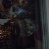 Foto de gato encontrado en Conflans Sainte Honorine