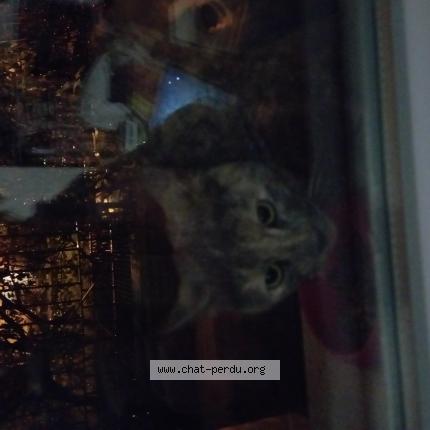 Foto 1/1 Gato encontrado Encontrado en Conflans sainte honorine